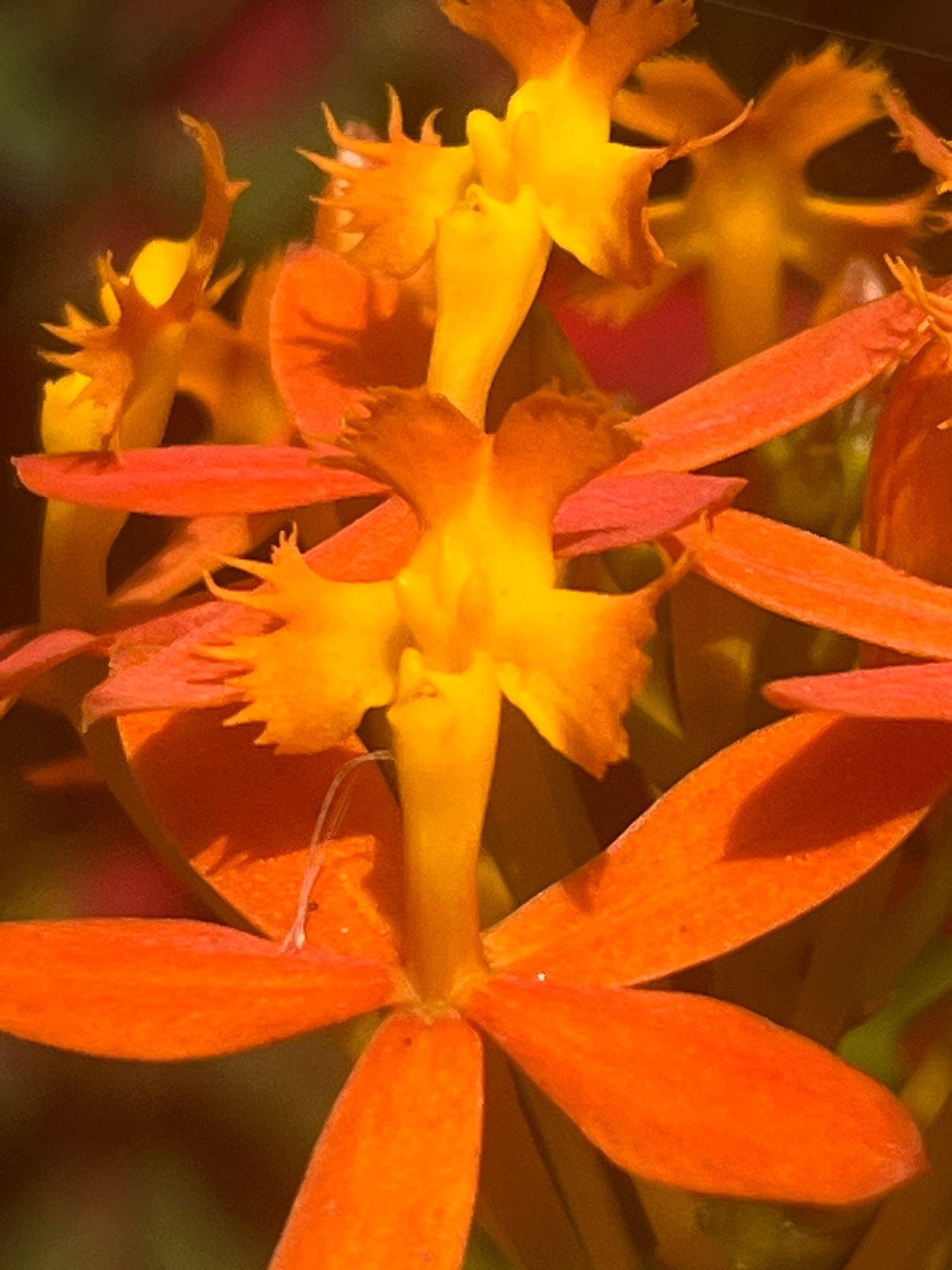 Vibrant orange orchids close-up